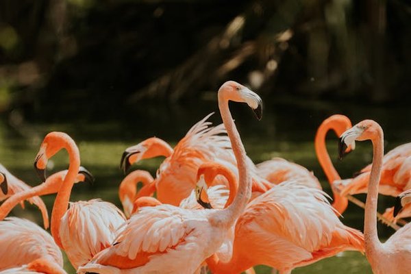 Quels sont les meilleurs spots pour observer les flamants roses dans le delta du Danube, Roumanie?
